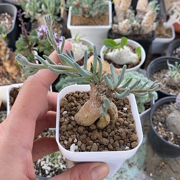 516淡清霜一一一一一一一