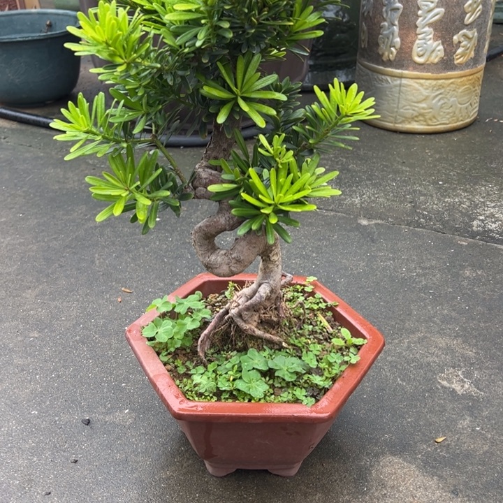 无花朵高端精品罗汉松盆景