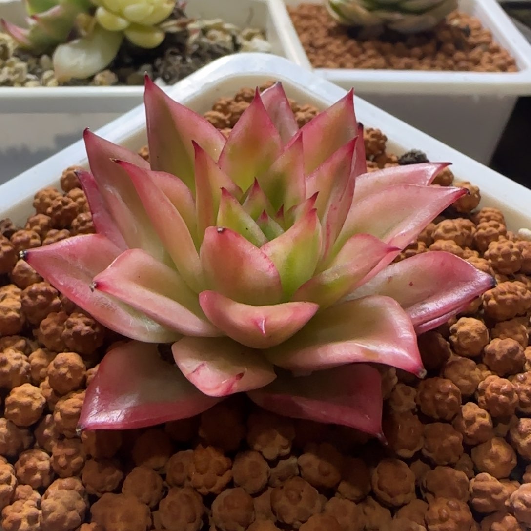 多肉植物 多肉植物