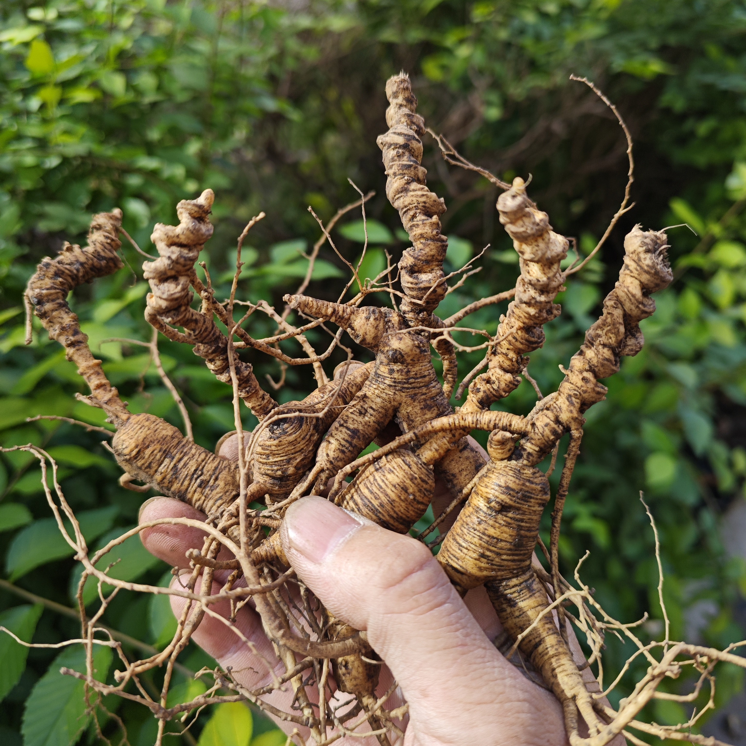 东北长白山25+野播籽新鲜林下参性价比长白山林下参人参高