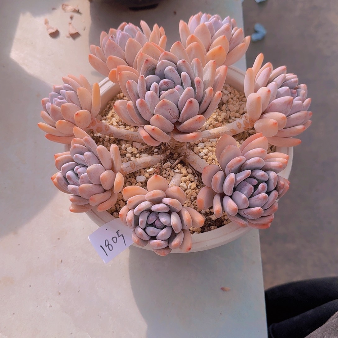 1805香水多肉植物