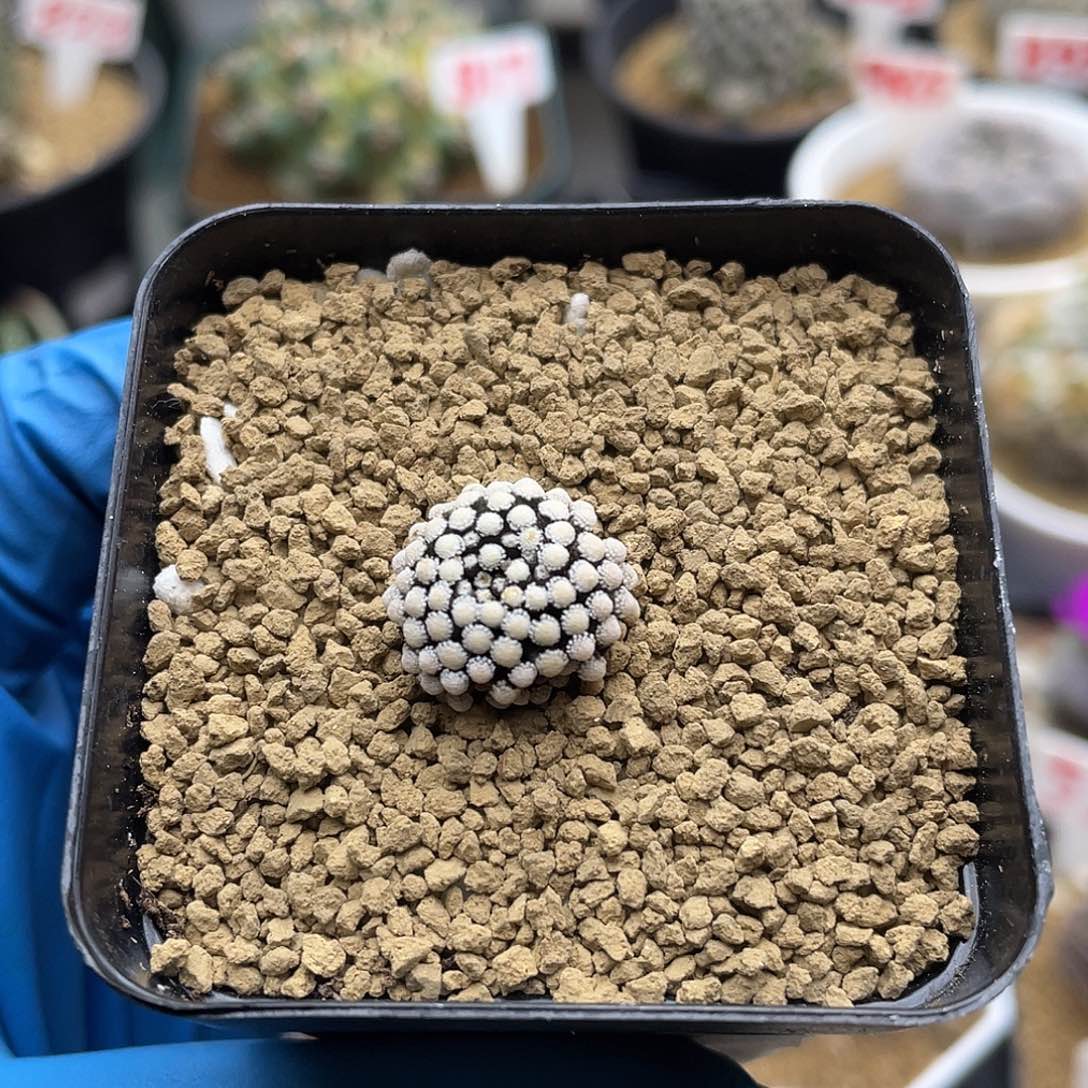 紫花松针牡丹仙人球