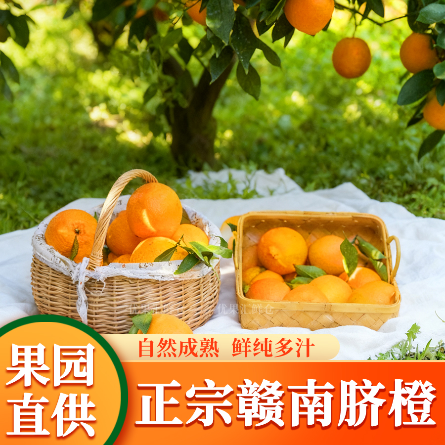 【现采现发】江西正宗当季赣南甜脐橙鲜甜多汁无籽无渣当季新鲜水果