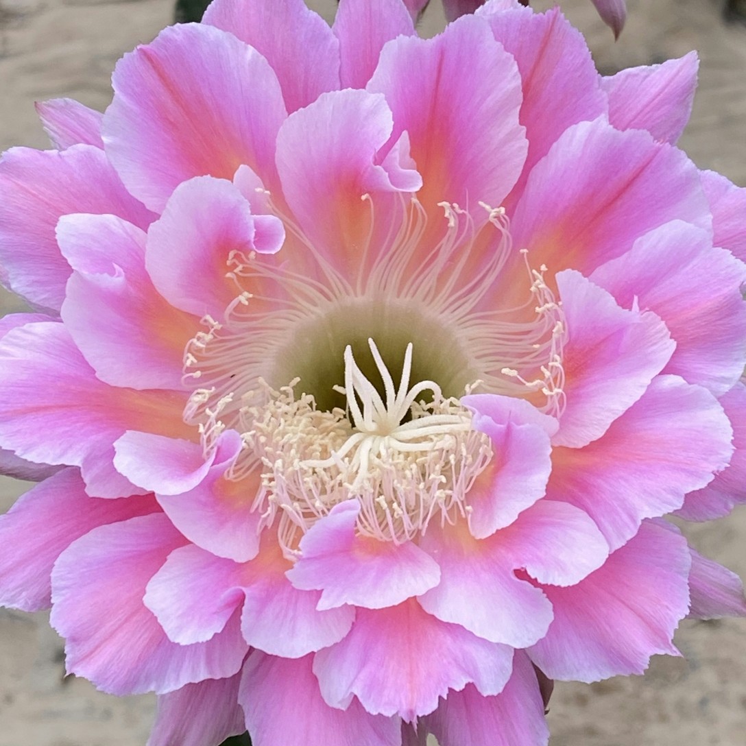 大花径彩草云羽 无根歪侧芽 5公分满20包邮