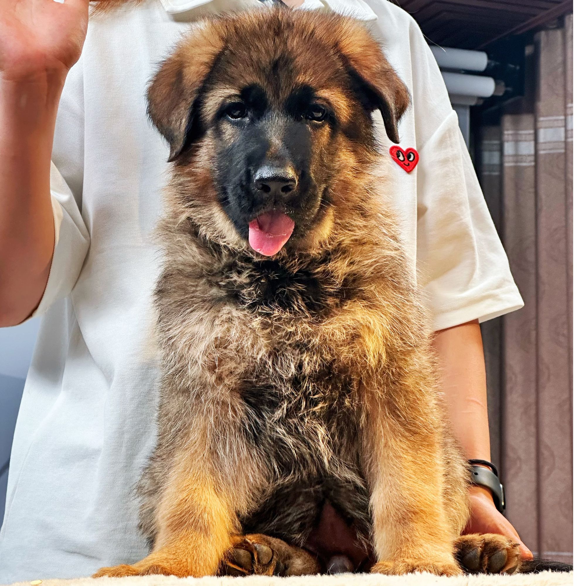 【侯哥德牧】西德牧羊犬乌蓝幼崽公 泰森