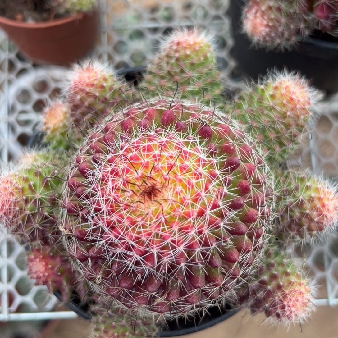 丫***头零零落落 零零落落