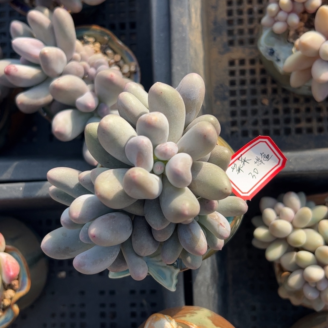 多肉植物多肉植物