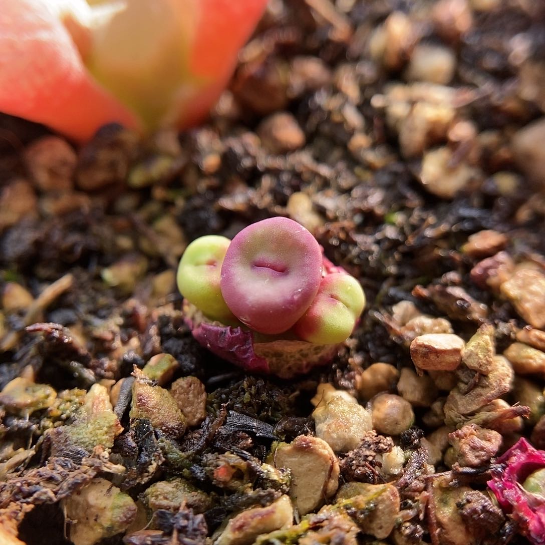 1380b一颗两年三头