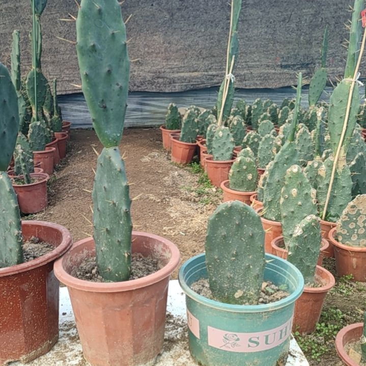 月***姐完全开放黄大刺仙人掌两节一颗，一节一颗