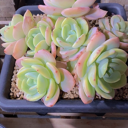 我***牛柚子茶多肉植物群