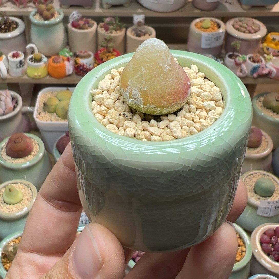 多肉植物147号灯泡