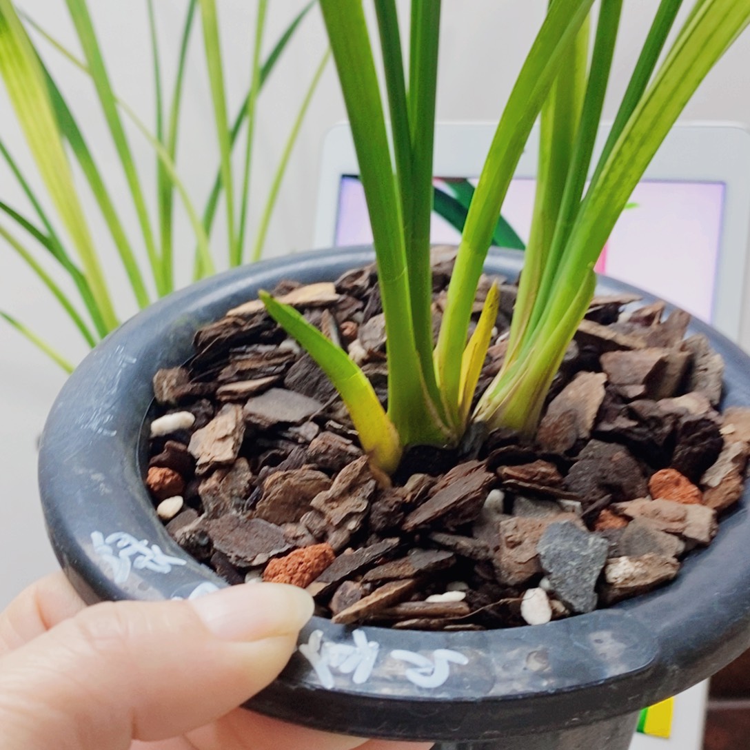 用***2当前无花栽培后可以开花