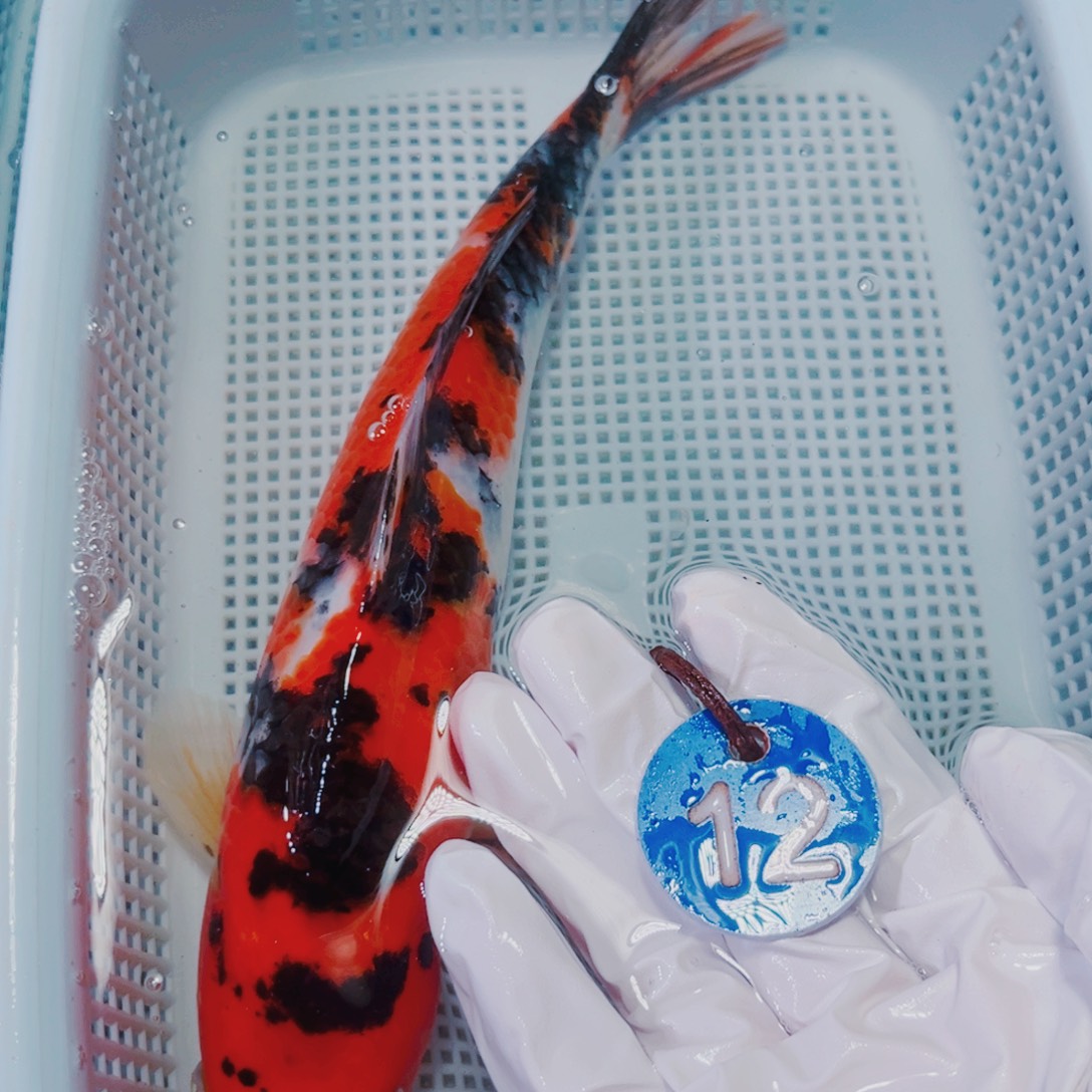 海水鱼锦鲤冷水观赏鱼