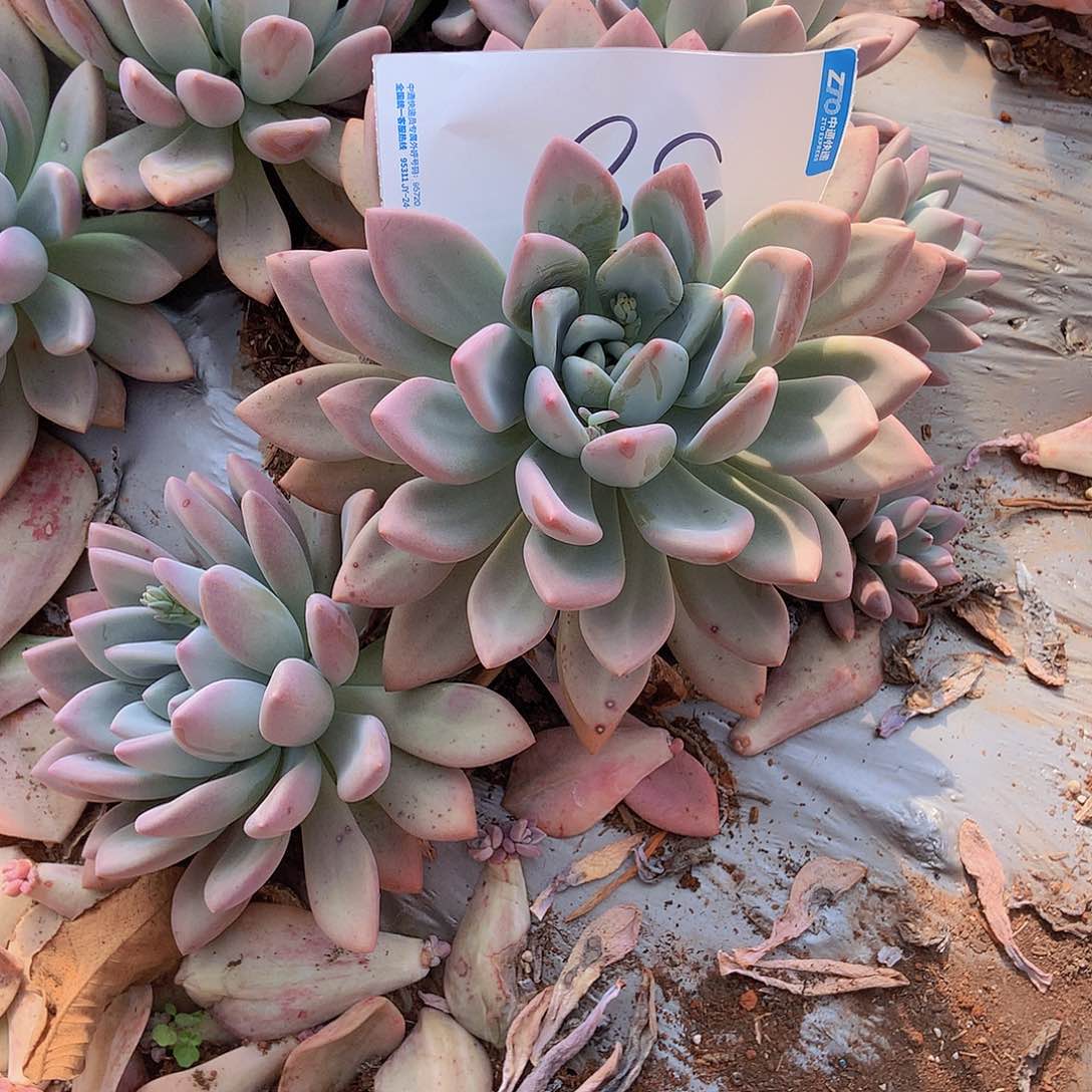 A****?老三多肉一物一拍外播奥普58