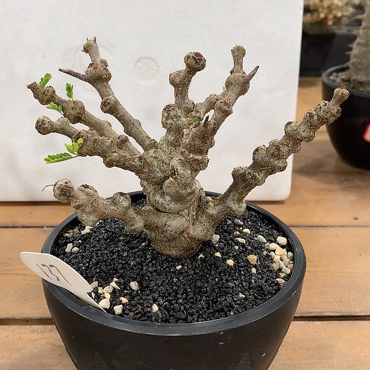 137念珠苏木哈哈哈哈哈哈哈