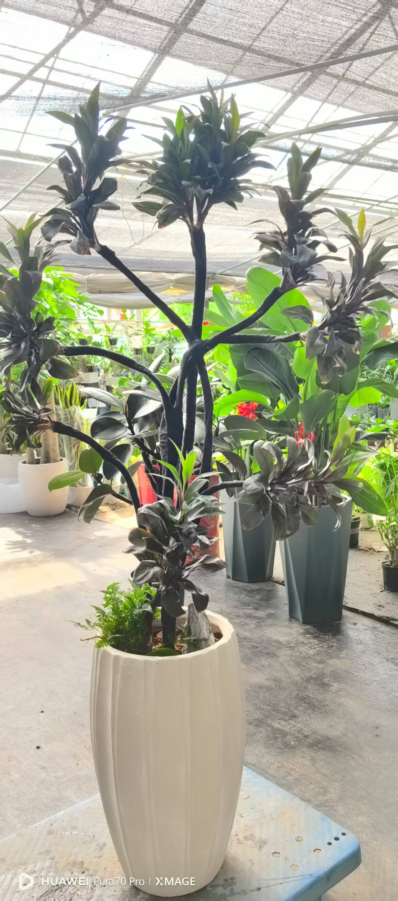 娃娃朱蕉黑叶绿植室内大型盆栽老桩耐阴好养净化空气