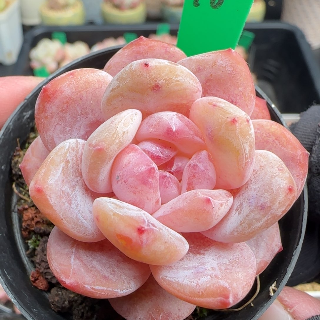 多肉70   橙子  5厘米盆