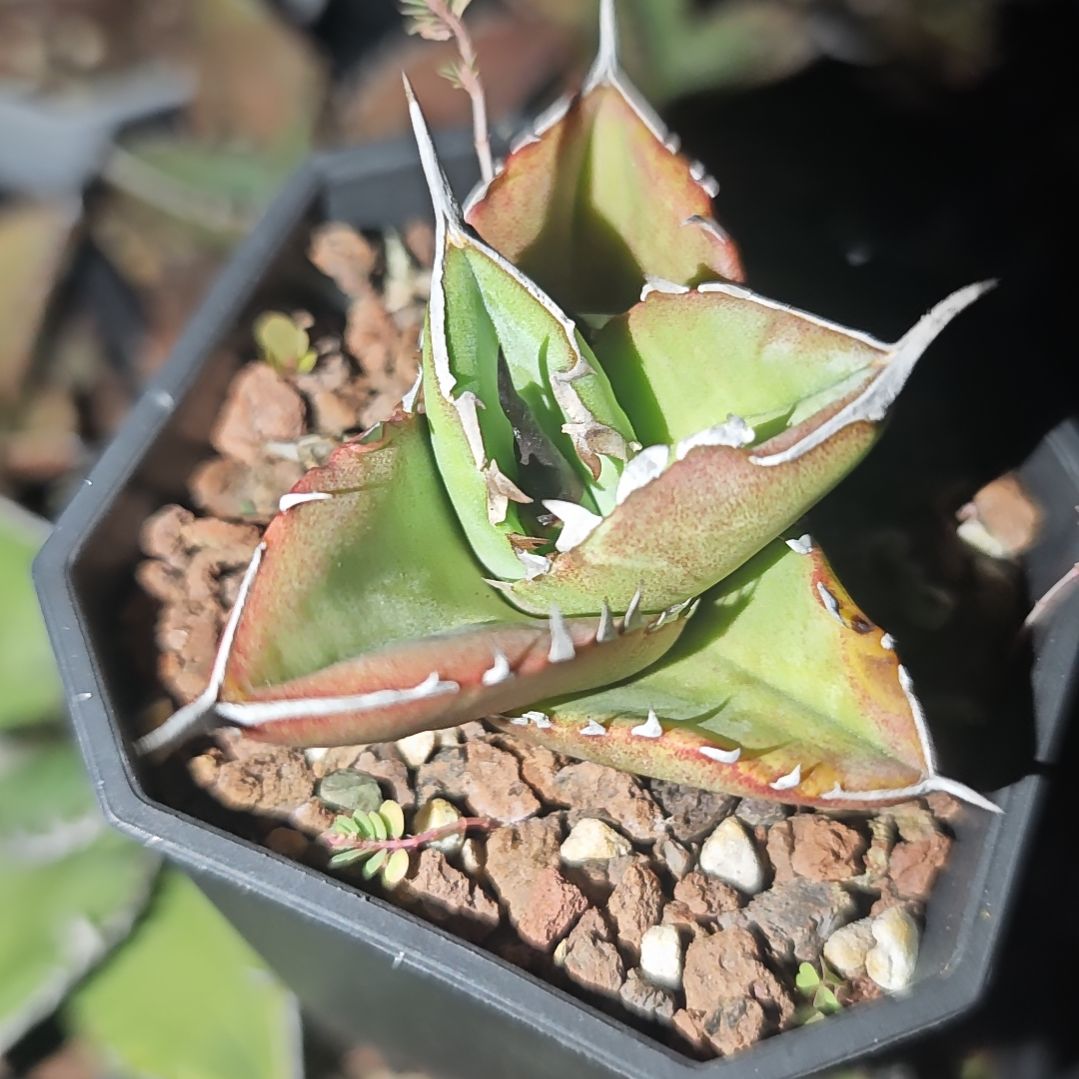 大黑甲绿肌仁王冠龙舌兰