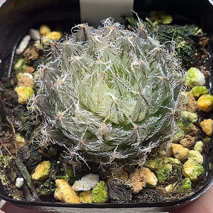 326塞米维亚玉露锦极上斑