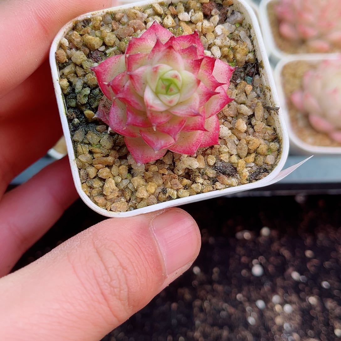 1-647 新疆西藏内蒙不发12.8包邮2-3公分多肉