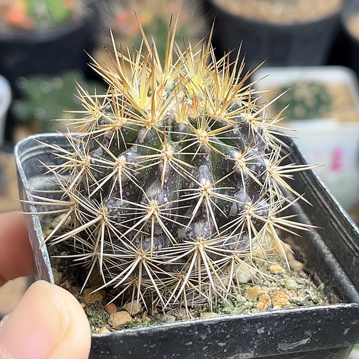 紫体智利球属实生球4公分