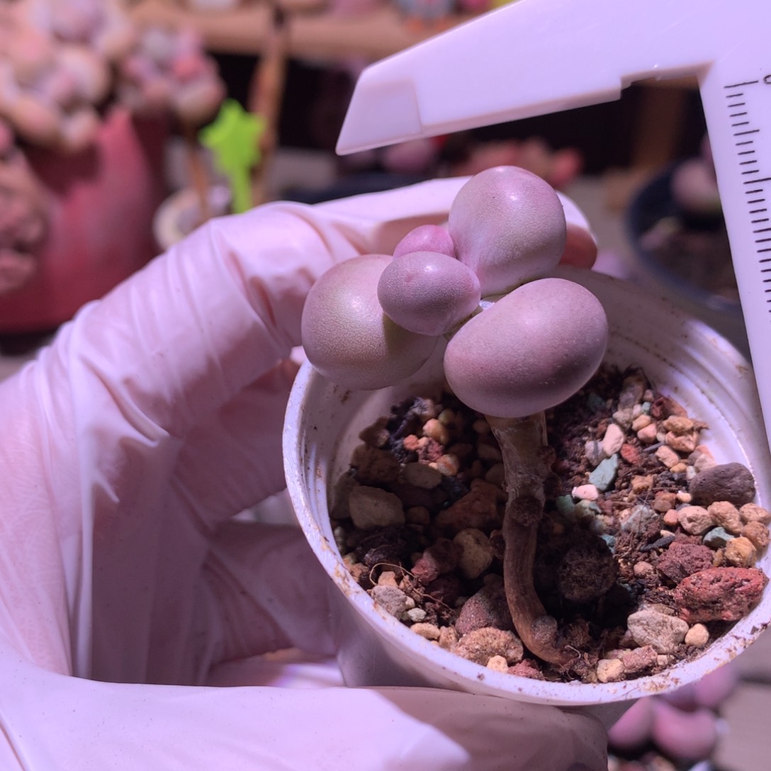 库福奶酪多肉库福。