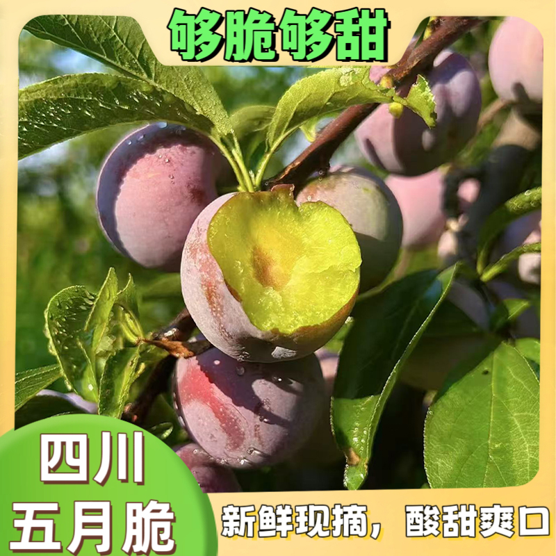 四川五月脆李子凤凰李脱骨李新鲜应季水果脆甜多汁LH