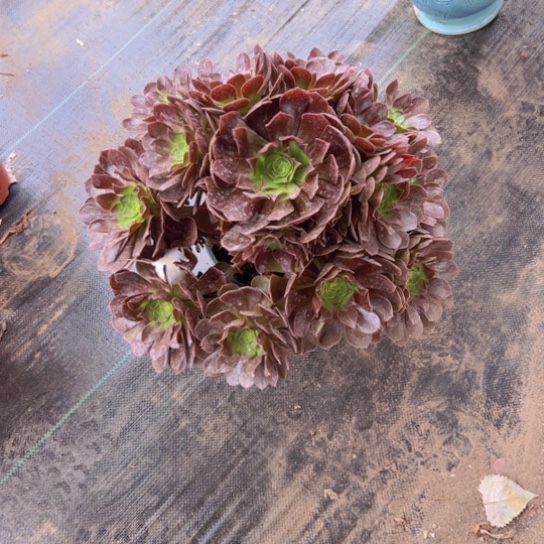 万黑公主一颗包邮福利