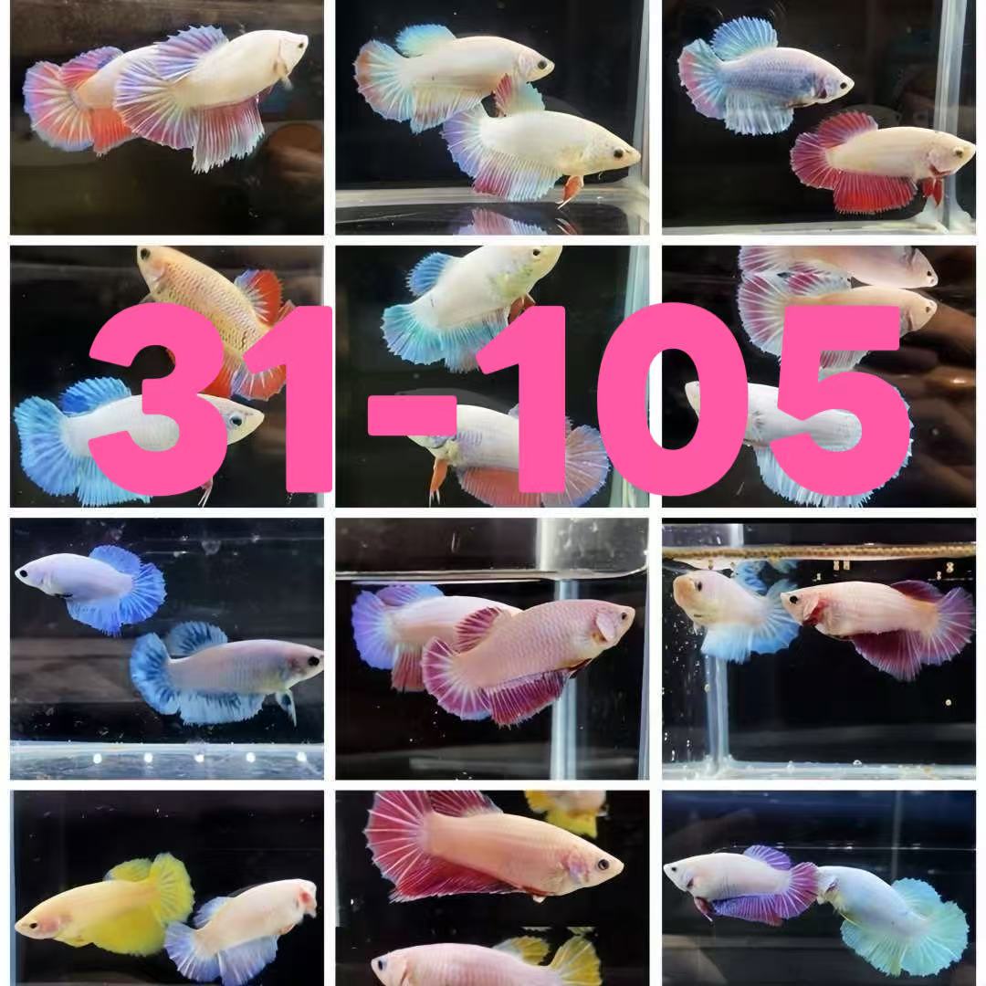 31-105斗鱼母鱼抱卵可繁殖可群养耐活小型热带观赏活鱼