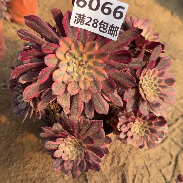 6066二号棚多肉植物B
