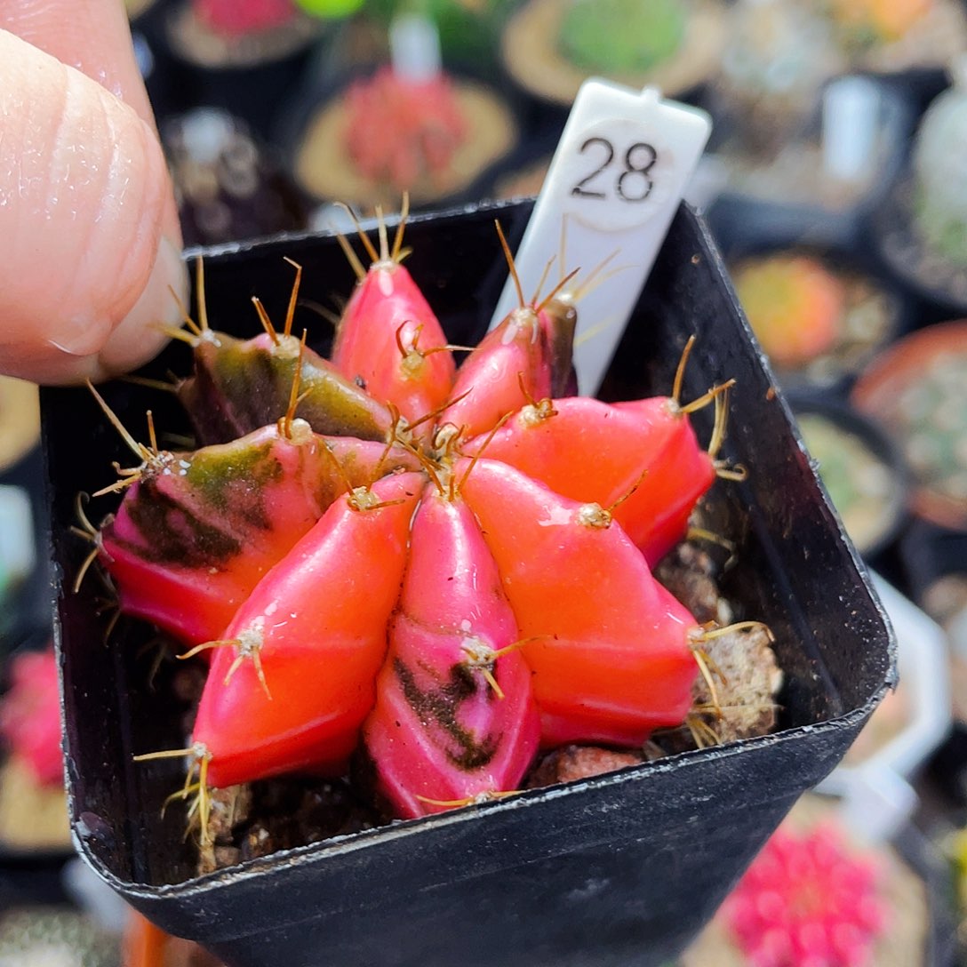 非偏远地区满25包邮仙人球