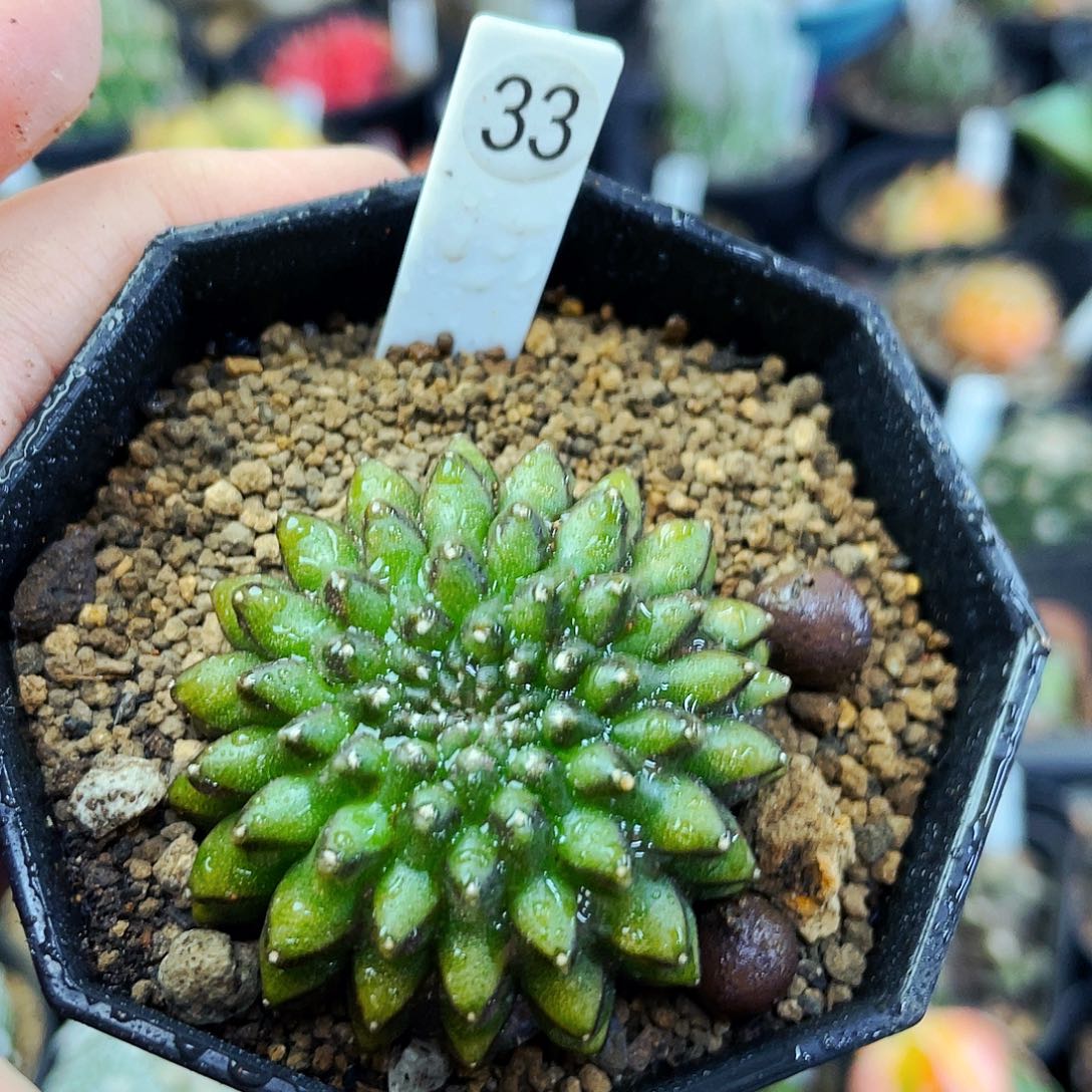 非偏远地区满25包邮仙人球