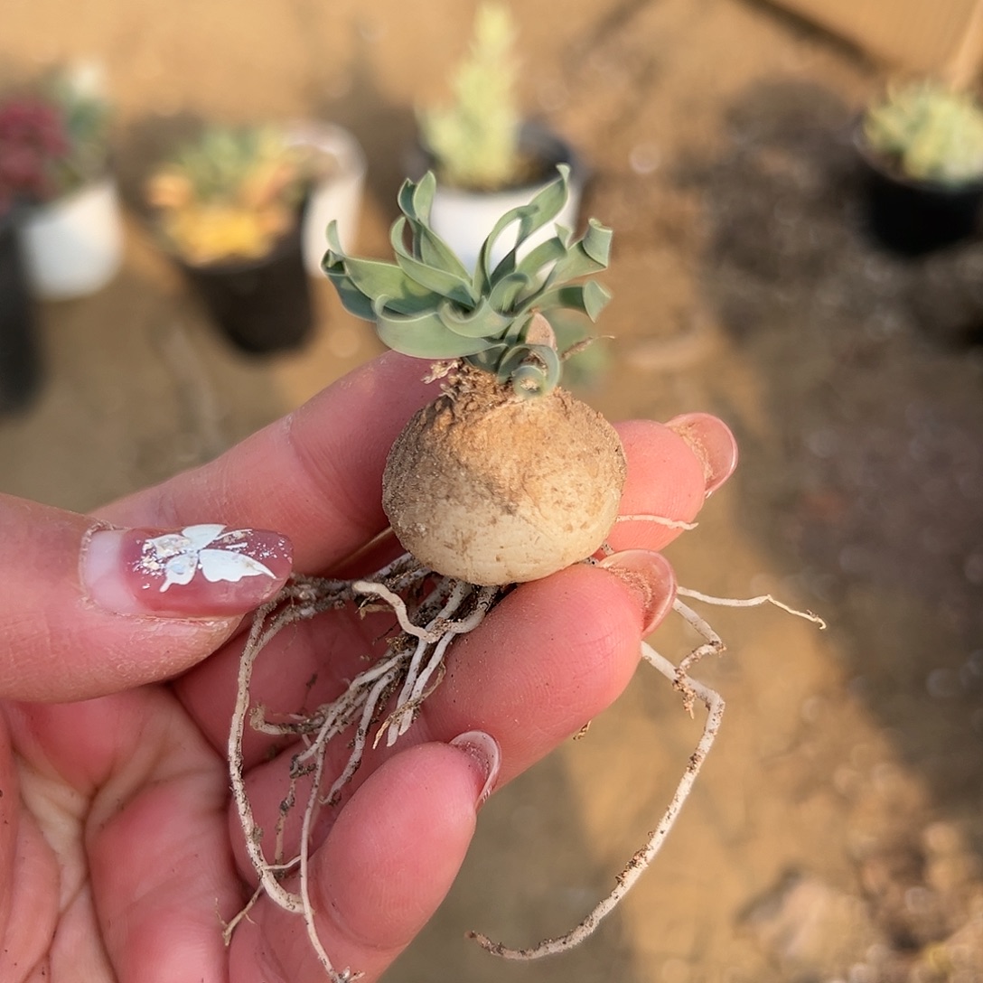 多肉植物宽叶贵妃弹