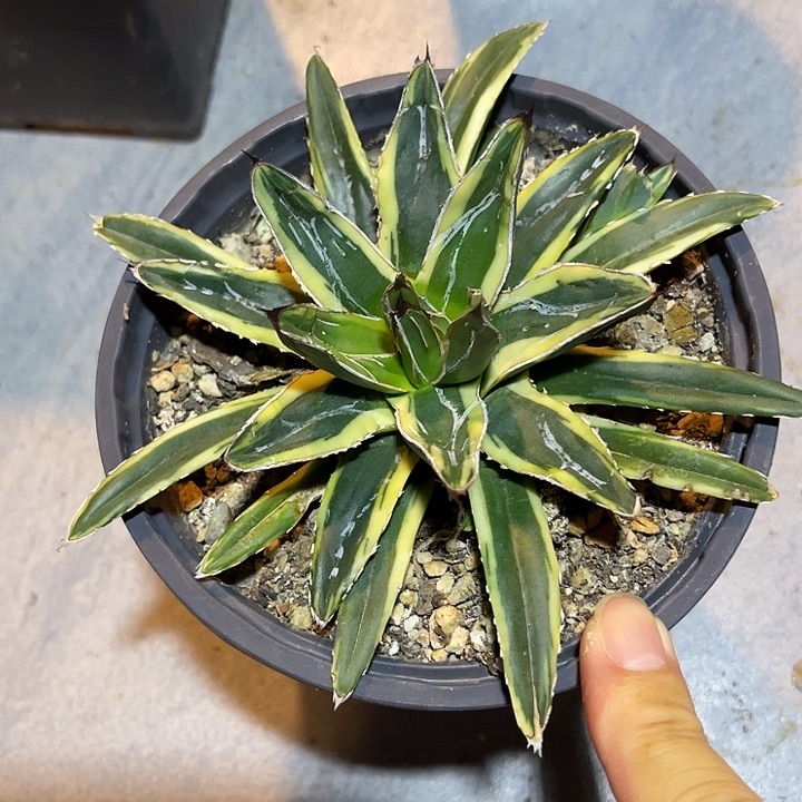 无花朵辉山世雪锦