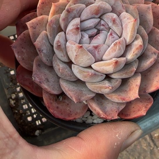 99纯爱一物一拍多肉