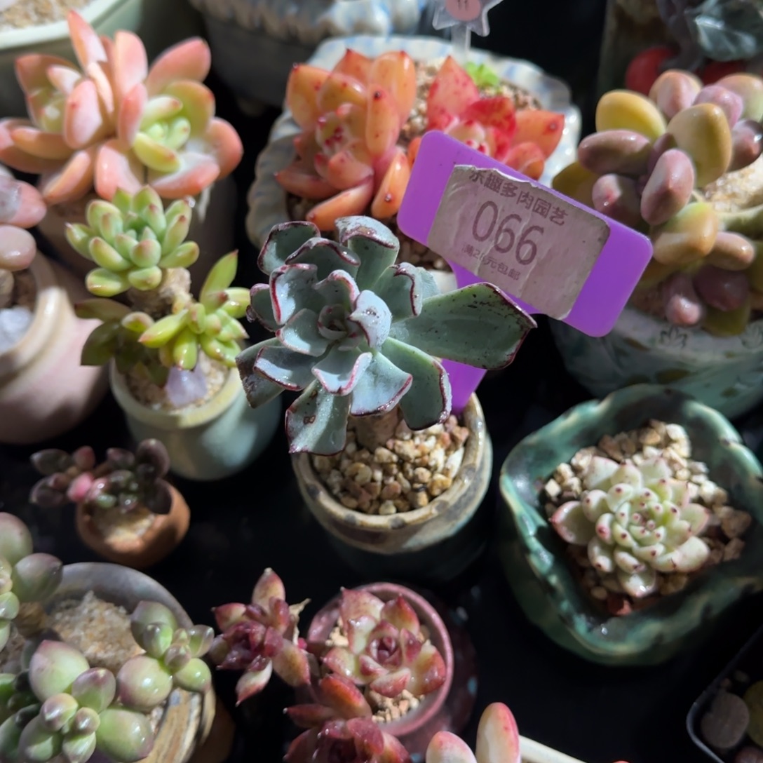 遇***猪多肉植物原始健丝诺娃