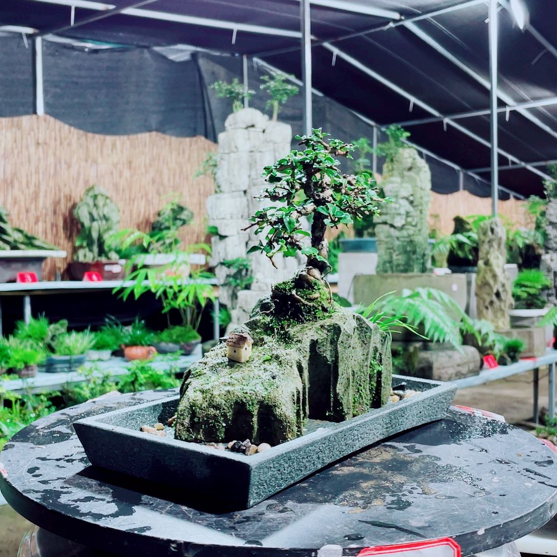 飘***影无花朵新品发布等活动等方式参与