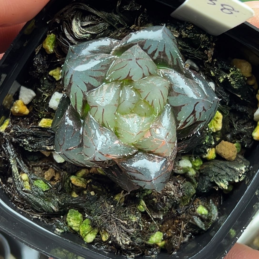 38丸叶实生玉露锦一物一拍