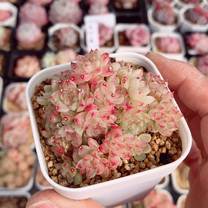 宝石6cm不包整群