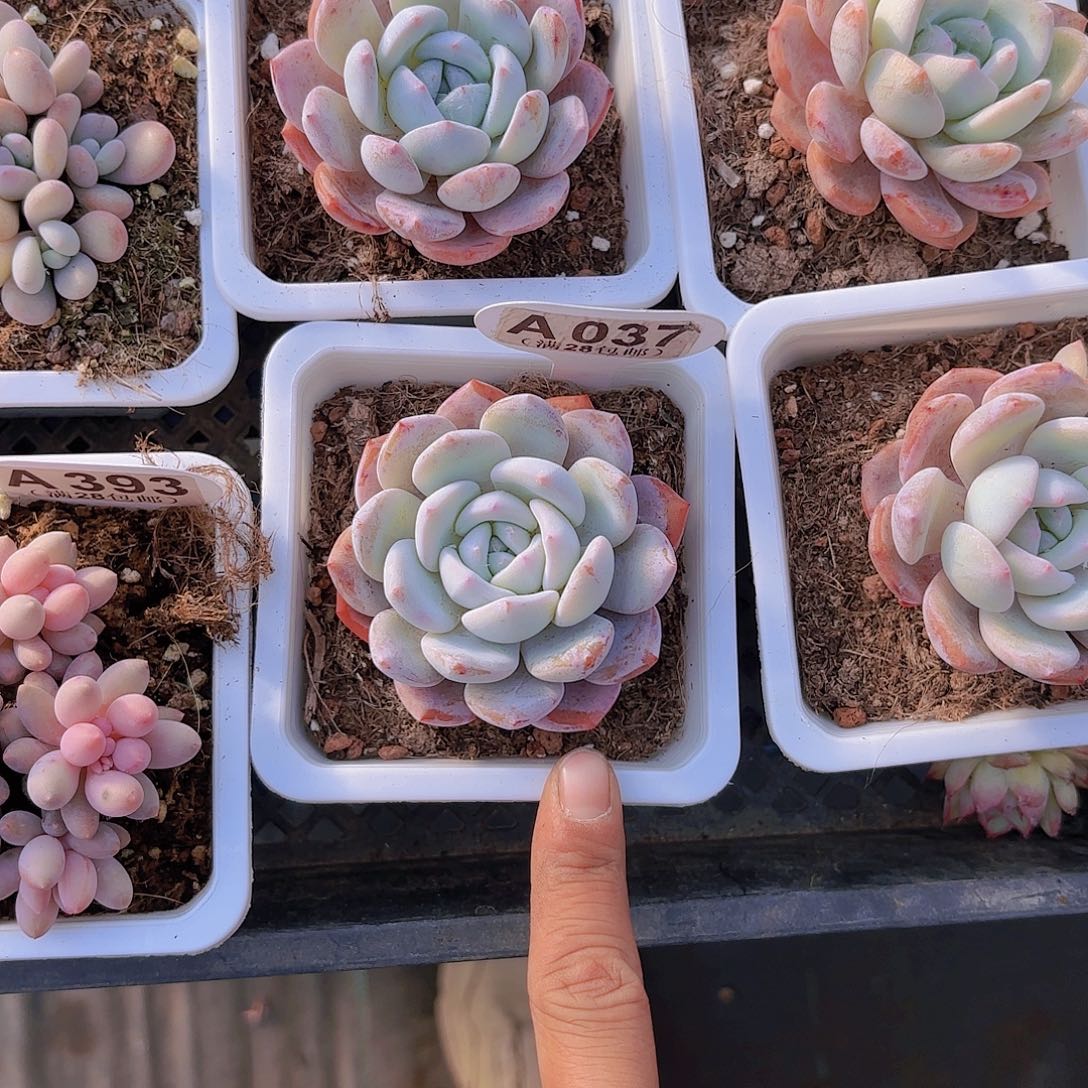 A037奶盖一物一拍