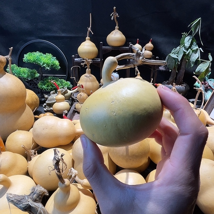 枫叶独霸子专拍链接