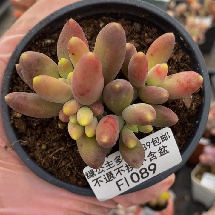 芒果奶6cm1089多肉植物