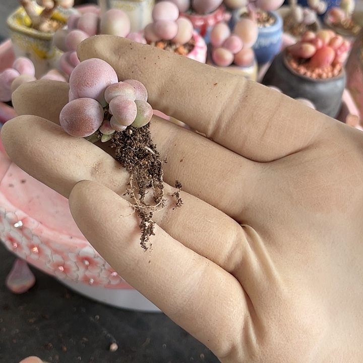 【闪购商品】亚美奶酪