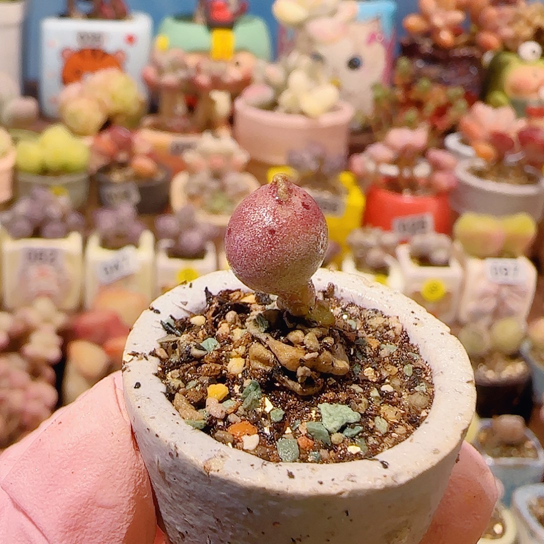 T可爱小海豹盆口2cm