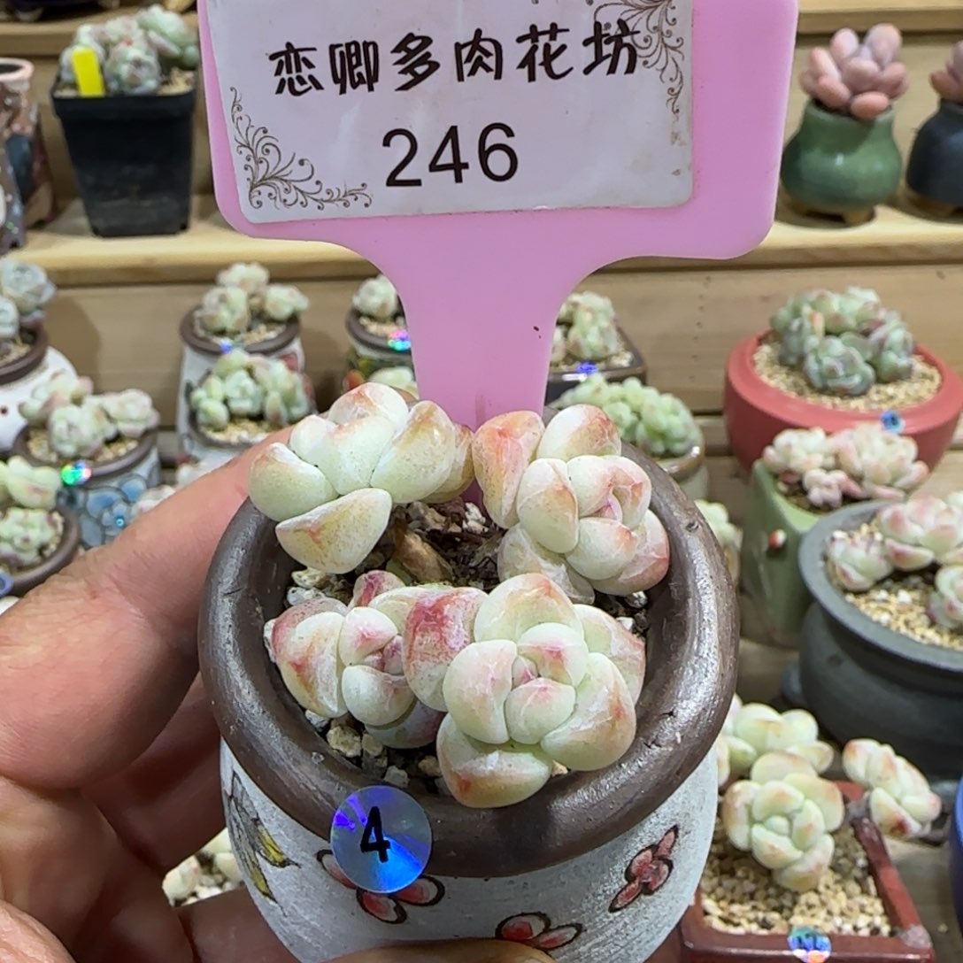 246冰玉4头带崽老桩无砍