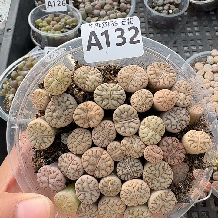 132多肉植物多肉植物