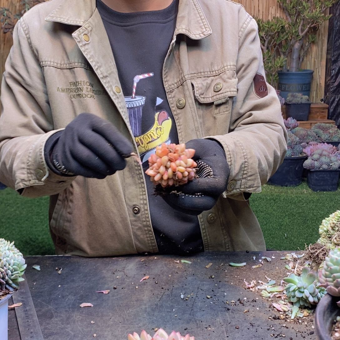 晨*98 号爱丽儿缀化多肉