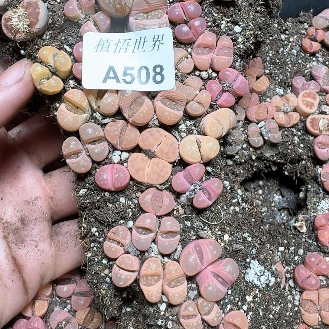 许**多508号多肉植物哇f g v