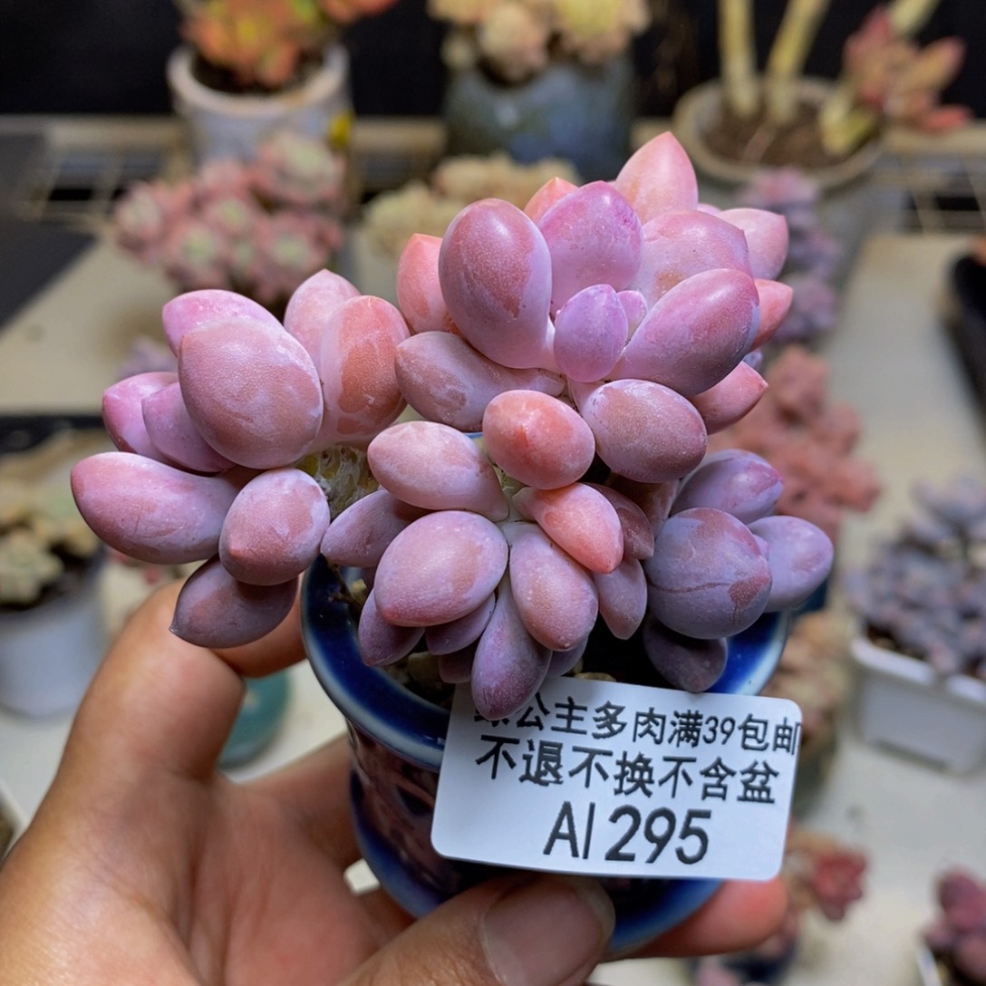 295丸叶汤圆多肉6c m