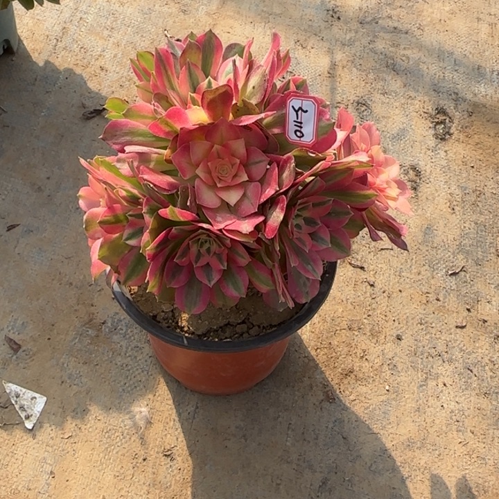 3-110香妃有砍处理不售后多肉